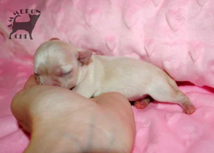 chihuahua with pedigree for sale