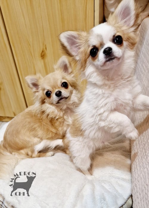 longhaired chihuahuas