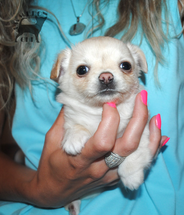 Chihuahua Welpe zum Verkauf