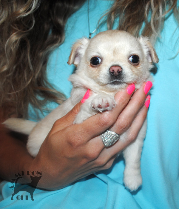 longhaired chihuahua female