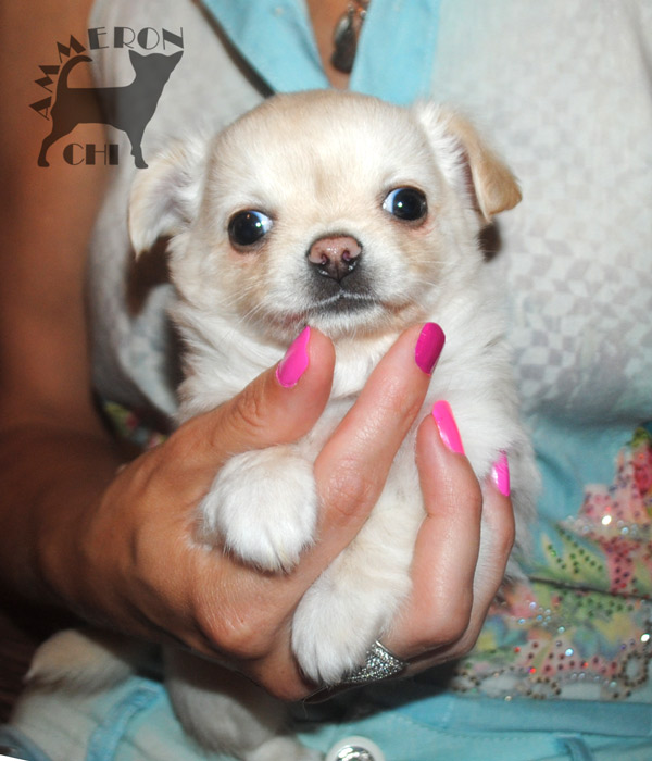 Langhaarige Chihuahua Hündin zum Verkauf