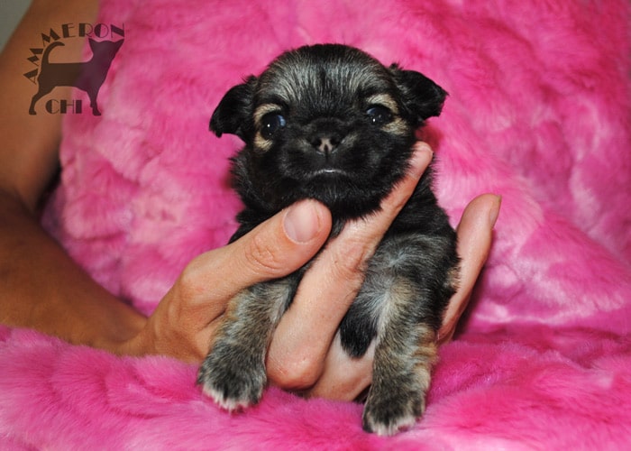 longhaired female chihuahua for sale