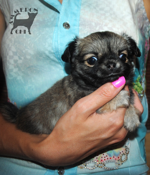 longhaired chihuahua female with pedigree