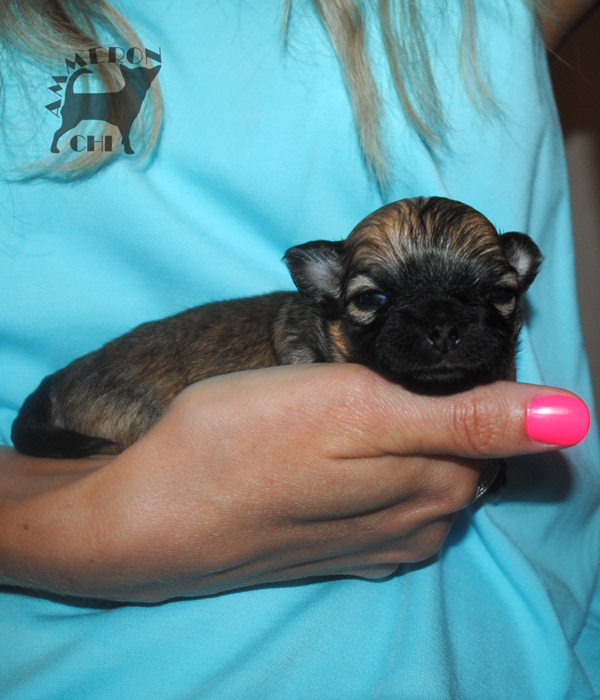 longhaired chihuahua for sale