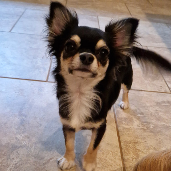 Langhaarige chihuahua