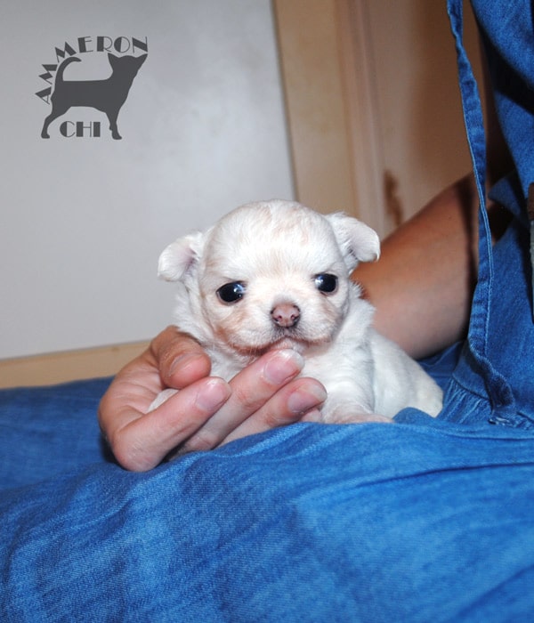 chihuahua longhaired with pedigree