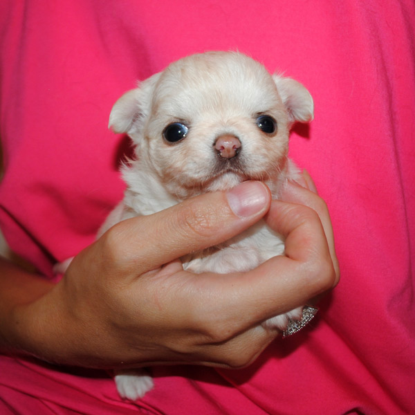 Chihuahua