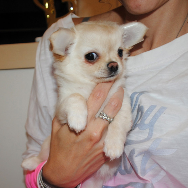 Chihuahua zum Verkauf