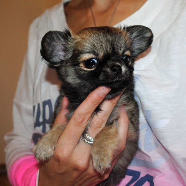 Chihuahua zum Verkauf