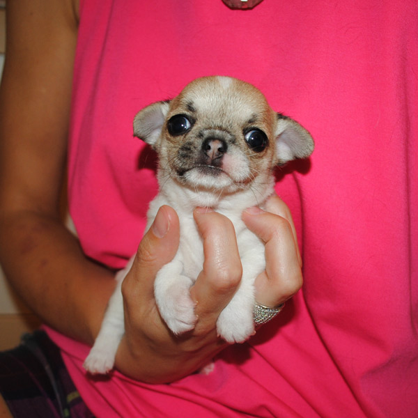 Kurzhaarige Chihuahua