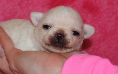 Chihuahua with pedigree for sale