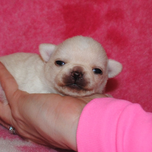 Chihuahua with pedigree for sale