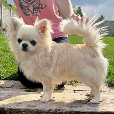 longhaired chihuahua with pedigree