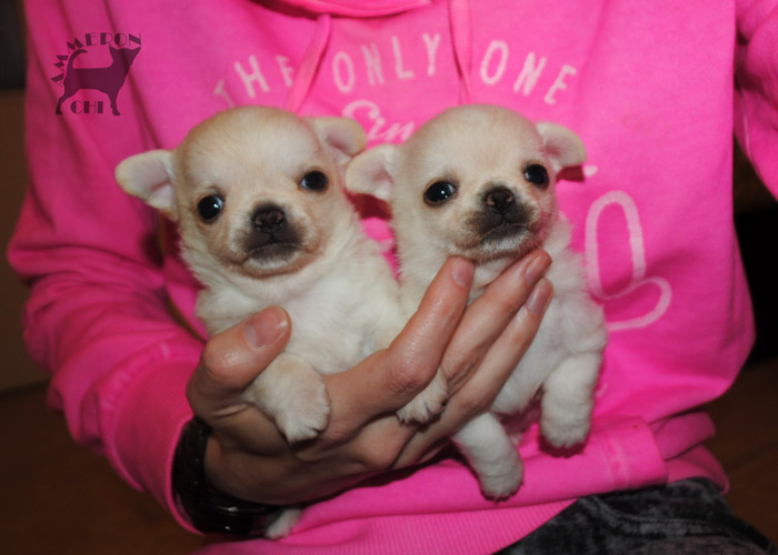 chihuahuas with pedigree for sale