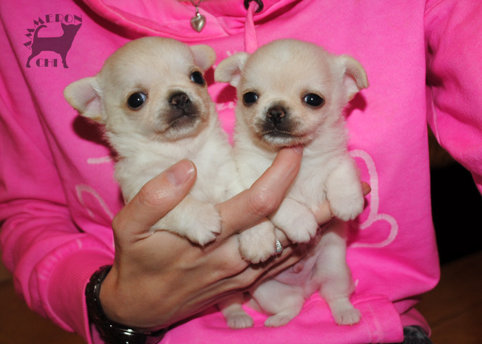 chihuahuas for sale