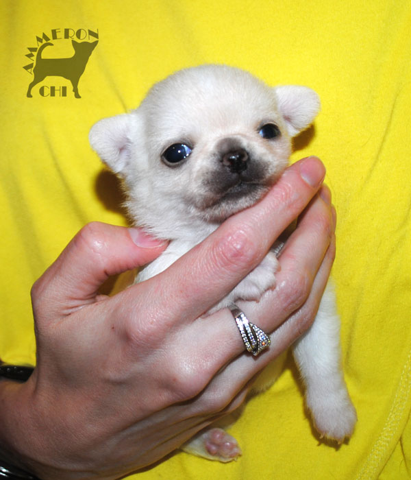 shortcoated chihuahua male