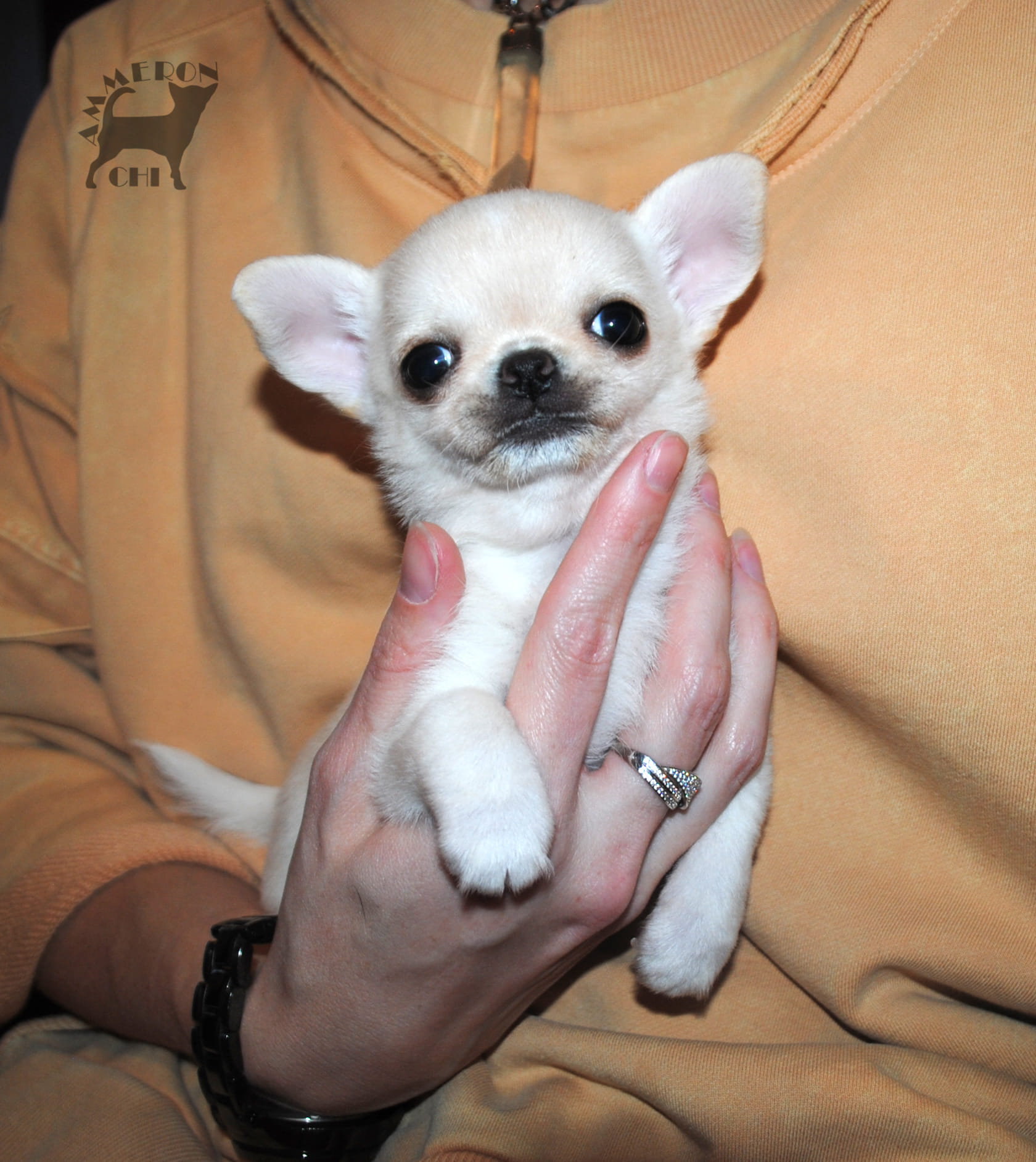shorthaired chihuahua with pedigree