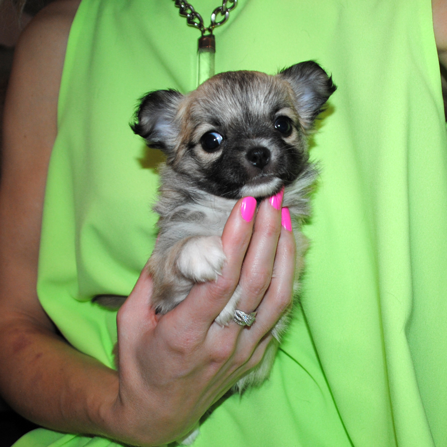 longhaired chihuahua with pedigree