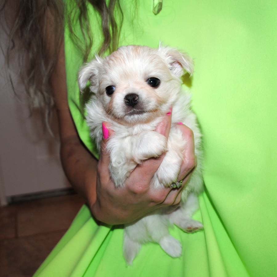 longhaired chihuahua with pedigree