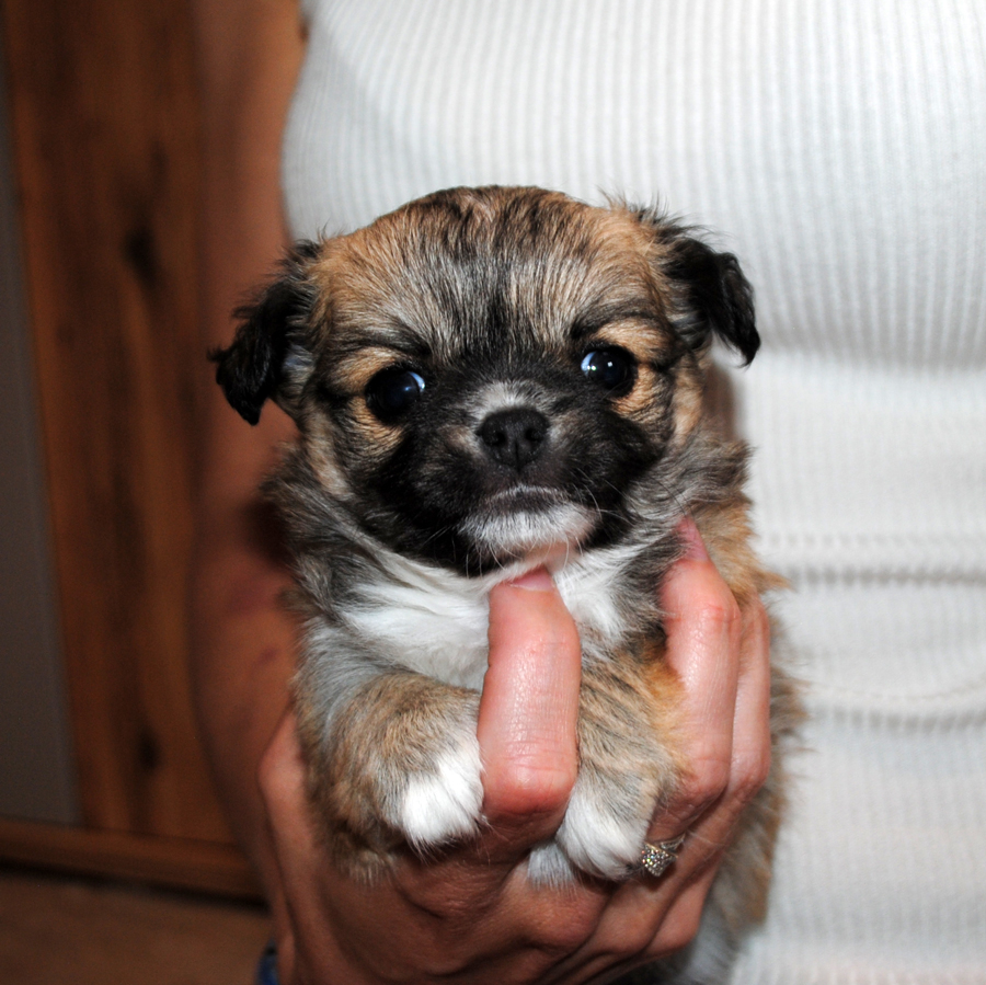 Langhaarige Chihuahua mit Ahnentafel