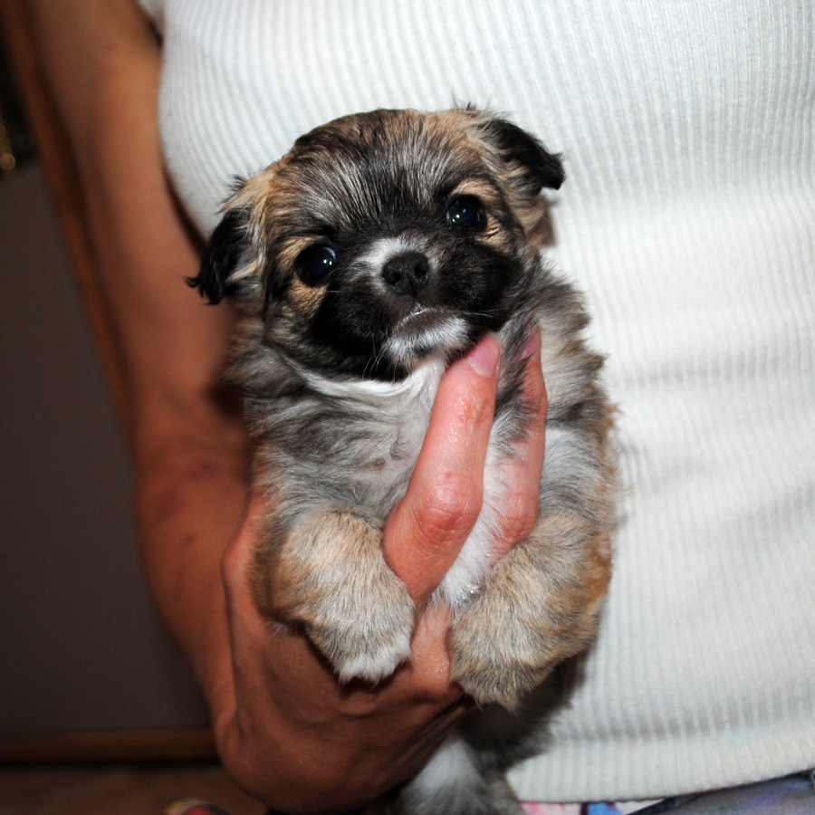 Langhaarige Chihuahua mit Ahnentafel