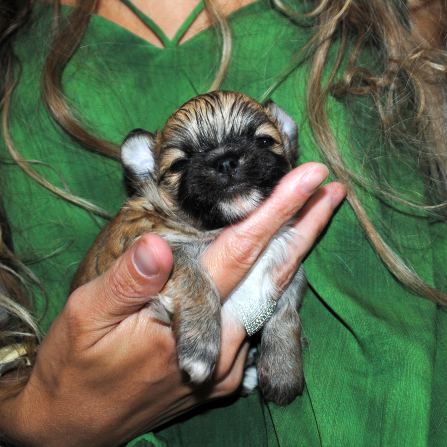 longhaired chihuahua with pedigree