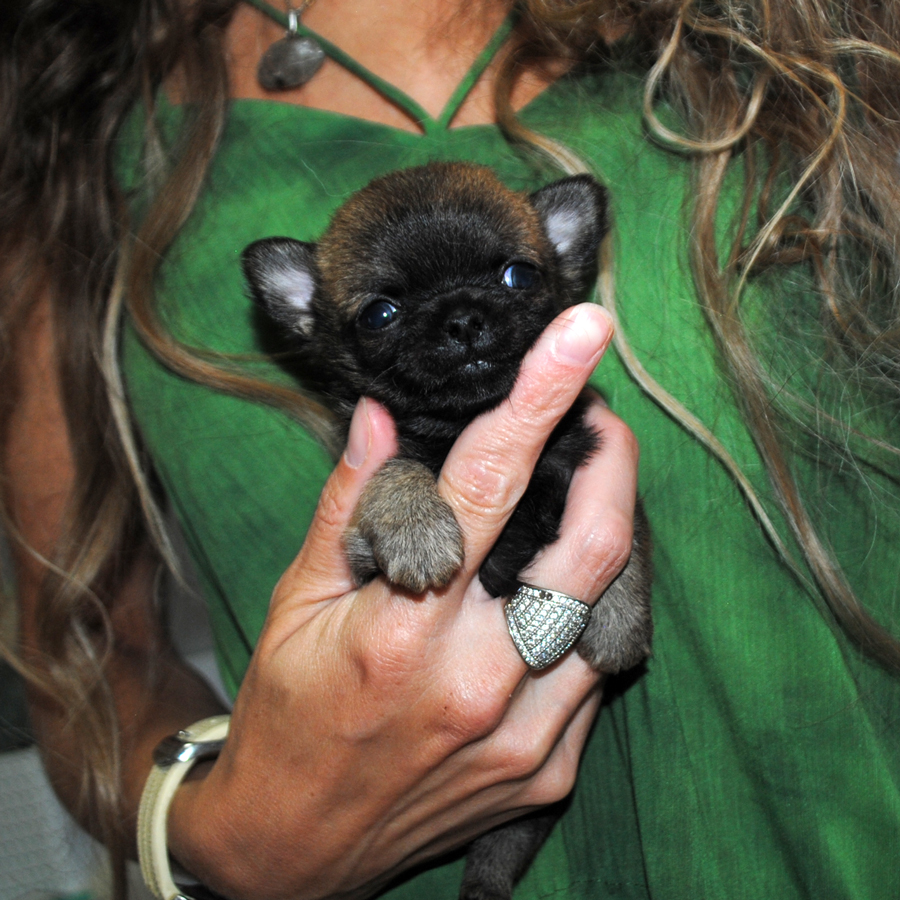 longhaired chihuahua with pedigree