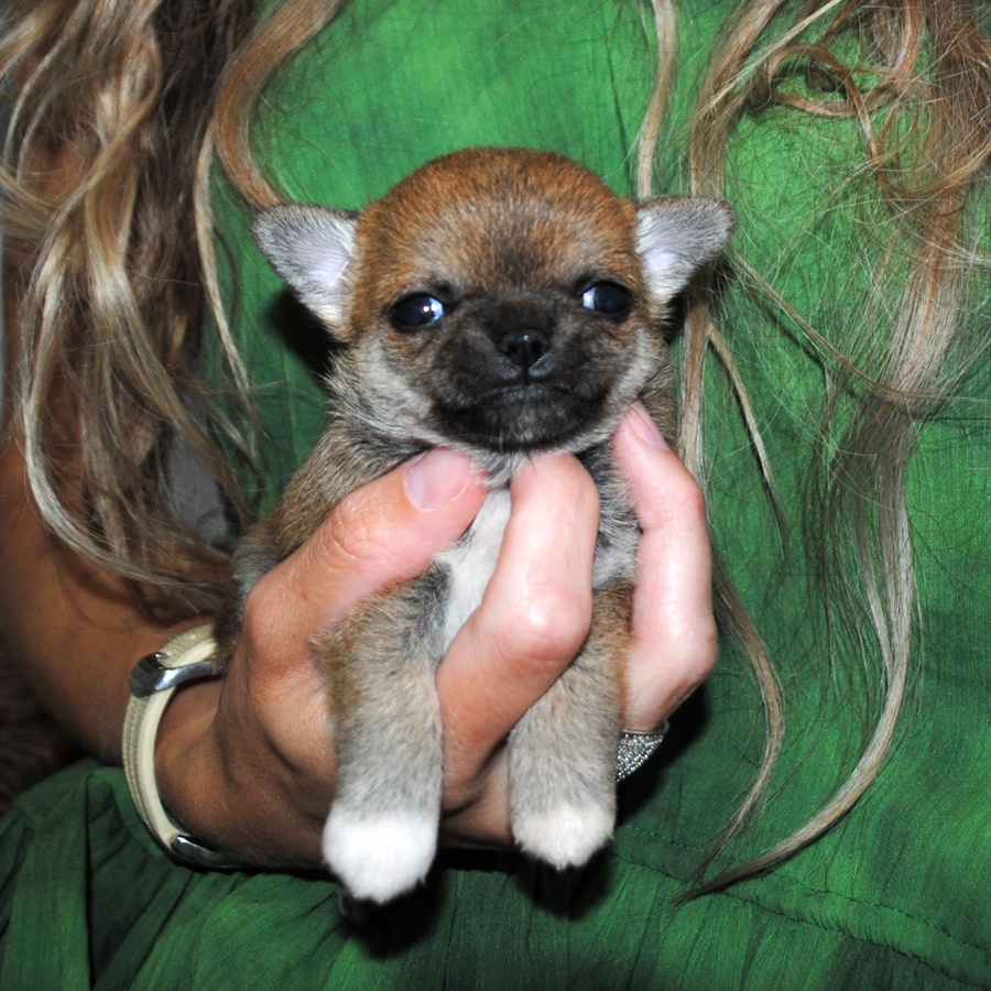 longhaired chihuahua with pedigree